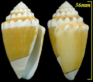 カスガイモ Conus dorreensis small