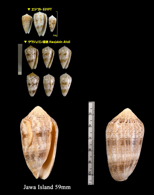 コモンイモ Conus arenatus