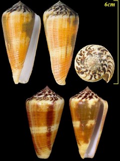 ヤキイモ Conus magus small
