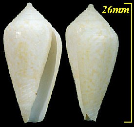フリージアイモ Conus cocceus small