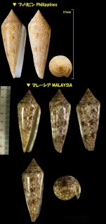 ウミノサカエイモ 海之栄芋 Conus gloriamaris small