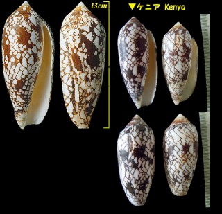 ツボイモ Conus aulicus small