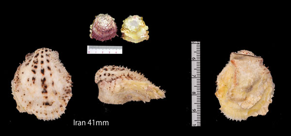 ミヒカリメンガイ Spondylus nicobaricus small