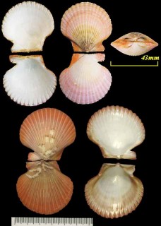 アンゴラニシキ Chlamys flabellum small