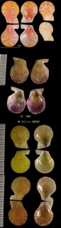 ニセヒノデニシキ Chlamys multistriata small