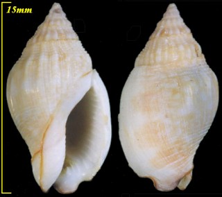 キイヨフバイ Nassarius rutilans small
