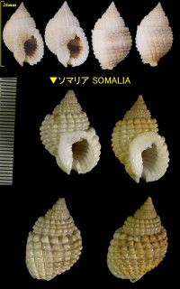 インドアラレガイ Nassarius conoidalis