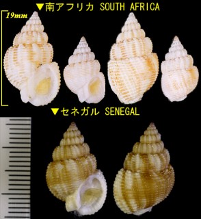 アフリカキビムシロ Nassarius desmoulioides small