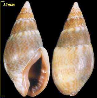 ツヤヨフバイ Nassarius corniculus small