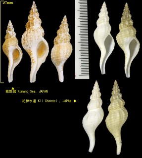 シロヒメナガニシ Fusinus simplex small