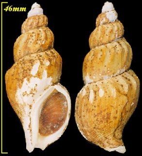 リクゼンシワバイ Plicifusus rhyssoides
