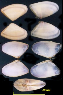 ホソスジナミノコ Donax striatus small