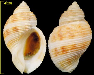 ミゾチヂミボラ Nucella canaliculata
