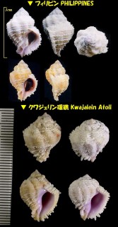ヒラセトヨツ Coralliophila bulbiformis
