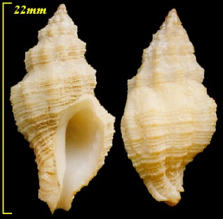 ニヨリカキナカセ Urosalpinx fusulus small