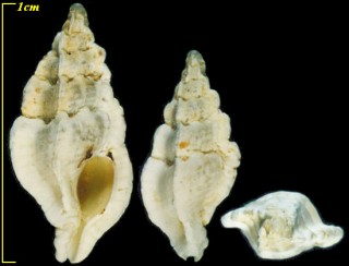 チイサモロハボラ Aspella platylaevis small