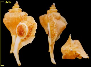 シキシマヨウラク Pteropurpura stimpsoni