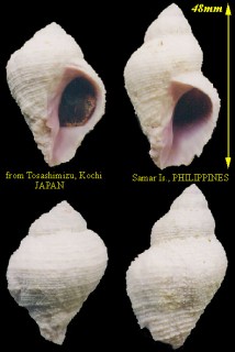 トヨツガイ Coralliophila radula