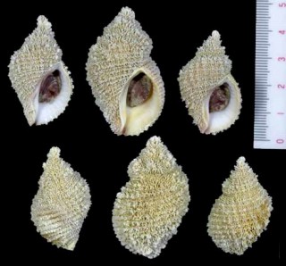 ナンアチヂミボラ (仮称) Nucella squamosa small