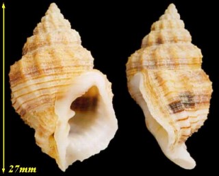 マルコロモ Cancellaria similis
