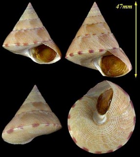 ヒラコマガイ Calliostoma haliarchus small