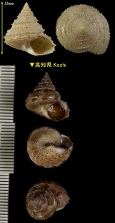 トゲエビス Calliostoma aculeatus small