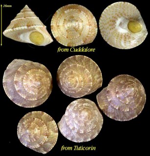 トランケバールエビス (仮称) Calliostoma tranquebarica small