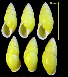 ウコンフィリピンマイマイ Amphidromus chloris