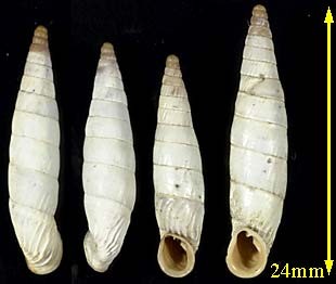 ラッキゾウゲギセル (仮称) Albinaria eburnea glabella small