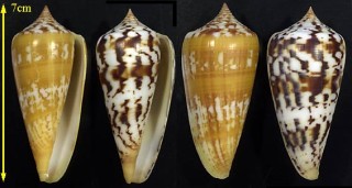 イナリイモ Conus janus small
