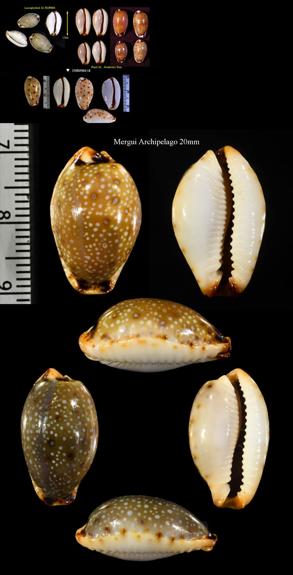 アカフナシジダカラ Erosaria gangranosa gangranosa small
