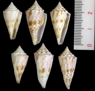 キシュウイモ Conus eugrammatus small