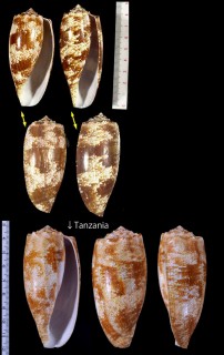アンボイナ Conus geographus small