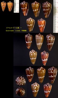 クロバライモ Conus vittatus small