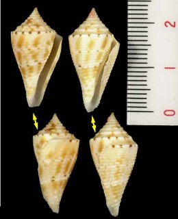 メメイモ Conus memiae small