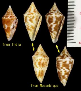 ダイヤイモ Conus acutangulus small