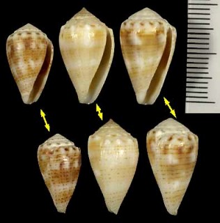 イースターサヤガタイモ Conus miliaris pascuensis