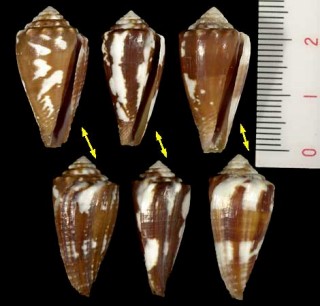 キャブリットイシヤキイモ Conus exiguus cabritii small