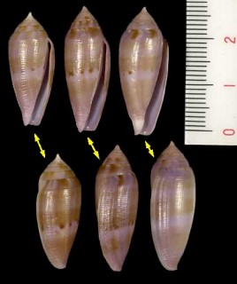 コドングリイモ Conus granum small