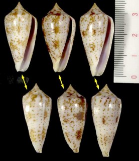 クチムラサキイモ Conus iodostoma small