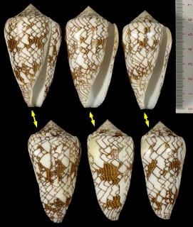 アラビアタガヤサンミナシ Conus textile neovicarius small
