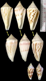 ホノオイモ Conus altispiratus small