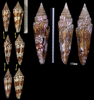 インドハデミナシ Conus milneedwardsi clytospira small