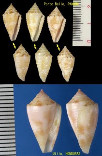 バミューダイモ Conus mindanus small