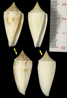 マドラスキジビキイモ Conus asiaticus lovellreevei small