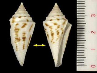 トガリアコメ Conus arcuatus small