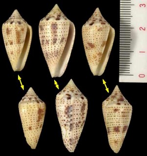 テンスジミナシ Conus ximenes small