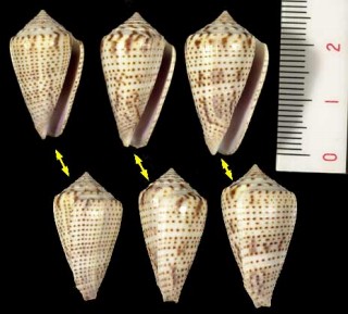 タマズサミナシ Conus perplexus small
