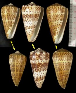 コチョウイモ Conus pulcher small