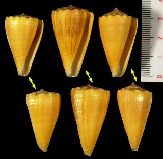 クレナイシマミナシ (黄色型) Conus princeps apogrammatus small